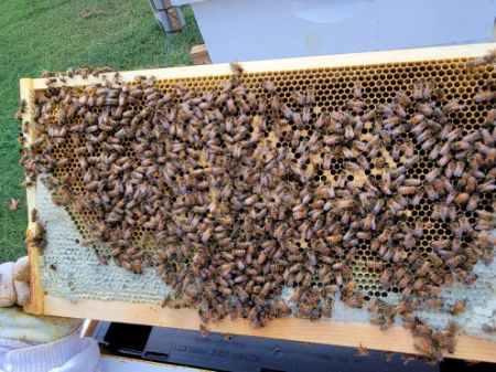 Picture for category Bees